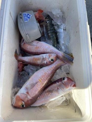 アマダイ(アカアマダイ)