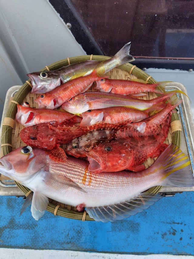 アマダイ(アカアマダイ)・オニカサゴ・アカボラ(ヒメコダイ)