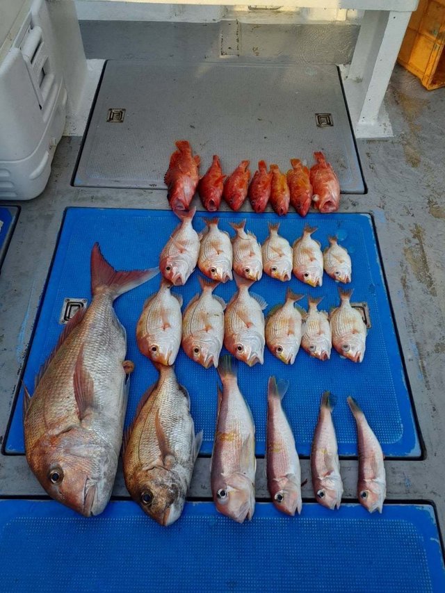 マダイ・アカハタ・アマダイ(アカアマダイ)