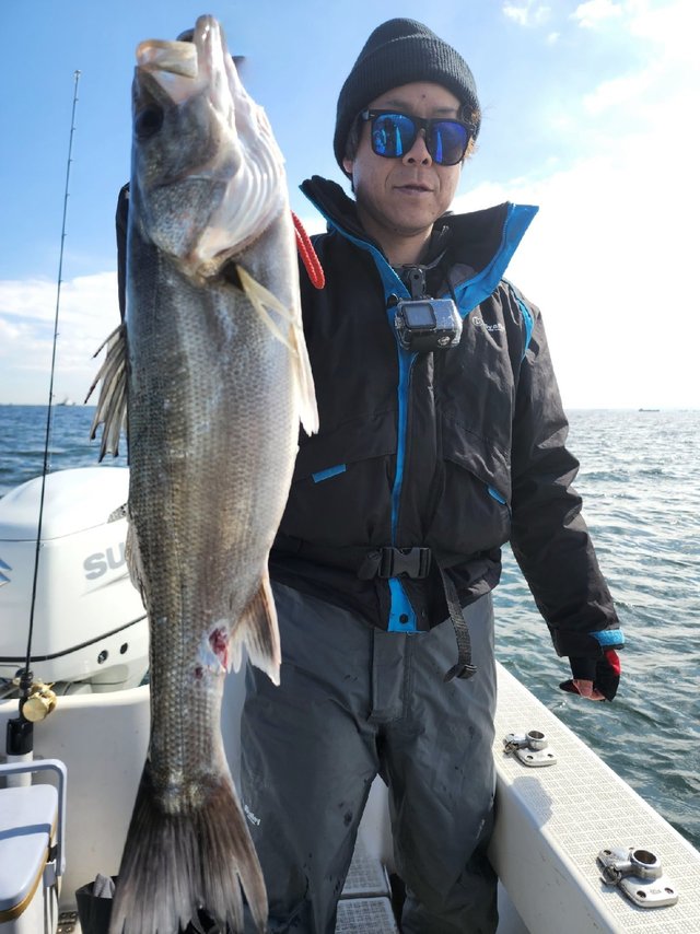 シーバス(スズキ)