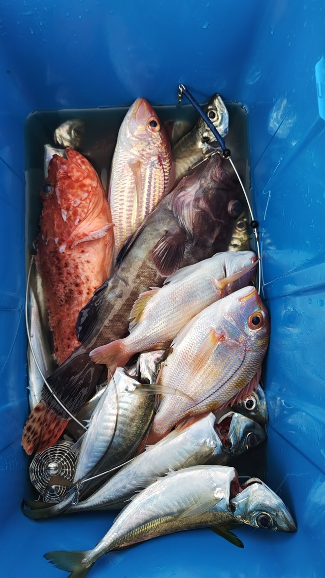 アジ(マアジ)・イトヨリ(イトヨリダイ)