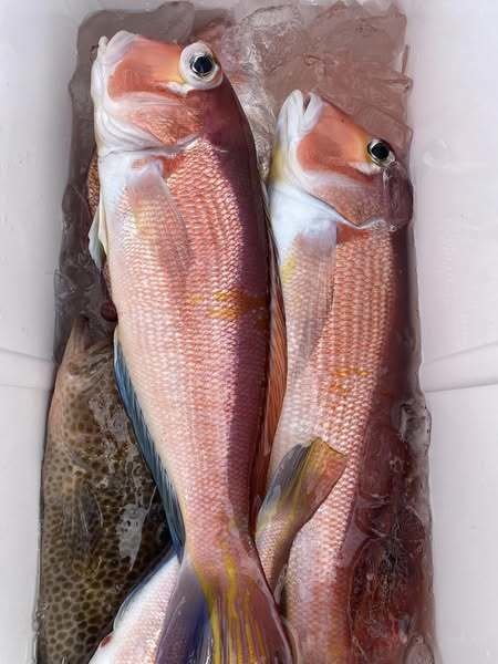 オオモンハタ・アマダイ(アカアマダイ)