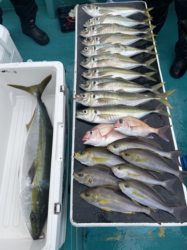 マダイ・マアジ