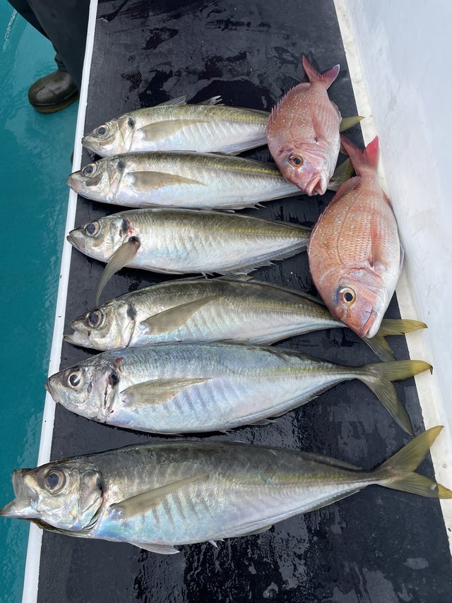 マダイ・マアジ