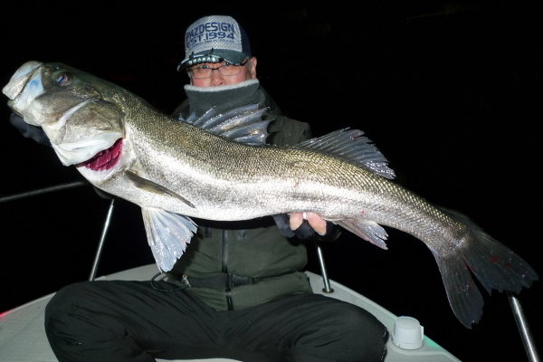 シーバス(スズキ)