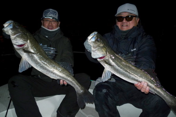 シーバス(スズキ)