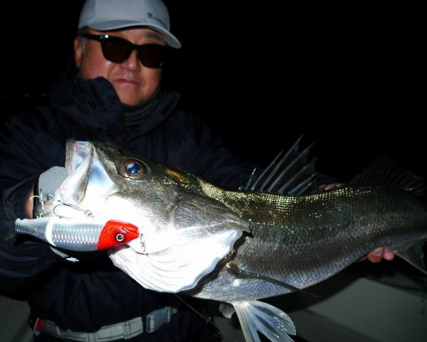 シーバス(スズキ)