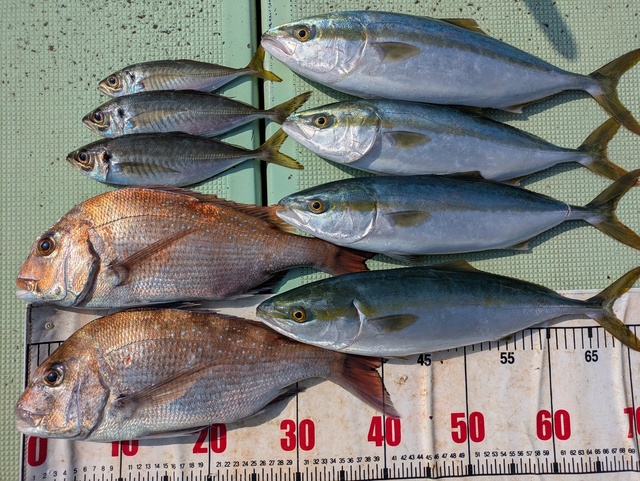 タイ(マダイ)・ハマチ(ブリ)