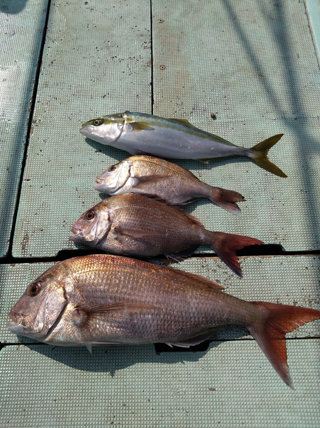 タイ(マダイ)・ハマチ(ブリ)