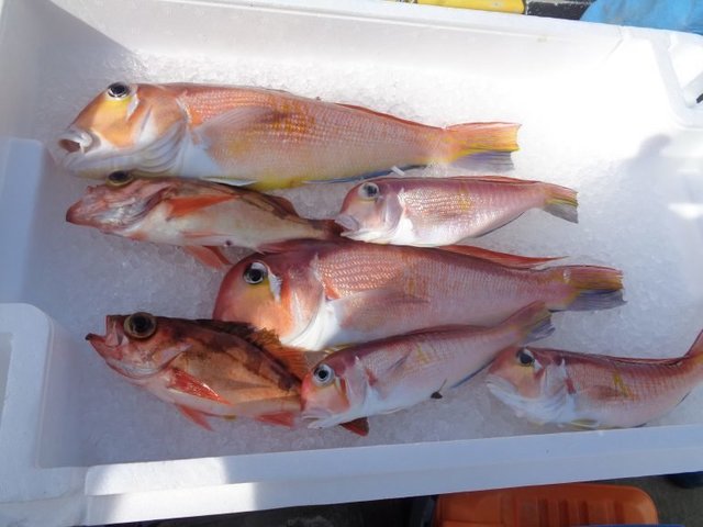 アマダイ(アカアマダイ)