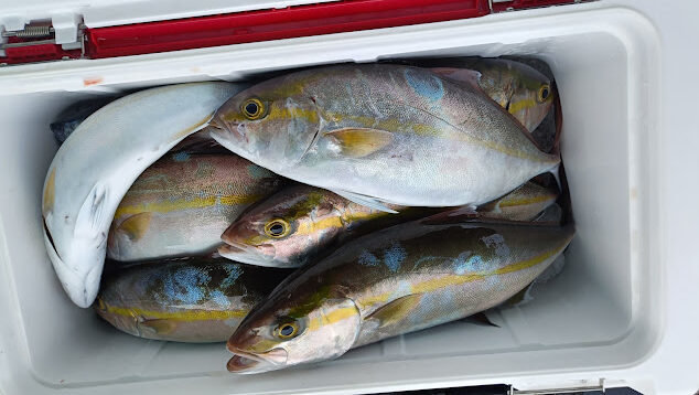 ネイリ(カンパチ)