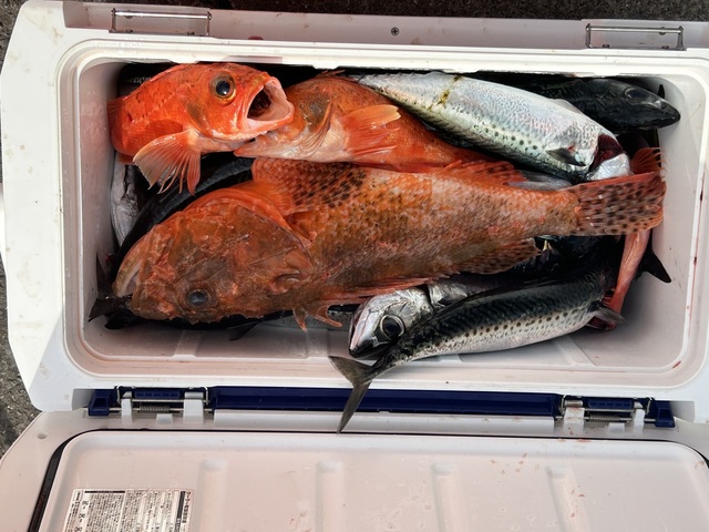 サバ(マサバ)・オニカサゴ