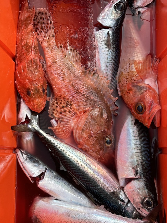 サバ(マサバ)・オニカサゴ