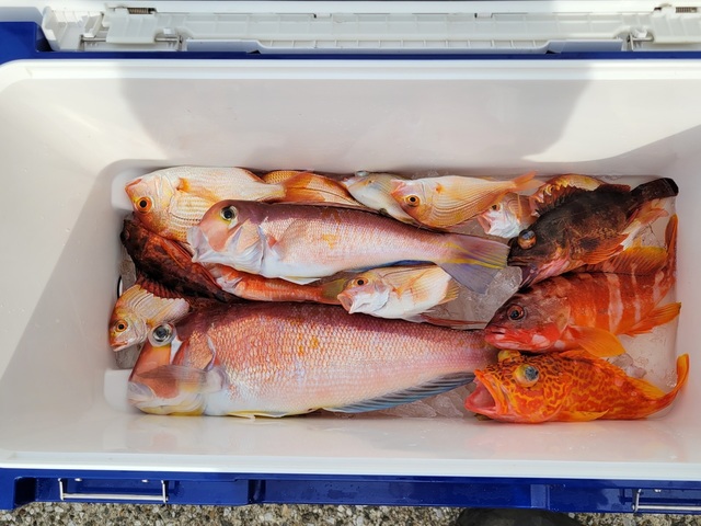 アマダイ(アカアマダイ)