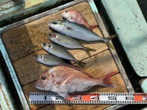 マダイ・マアジ・ハマチ(ブリ)