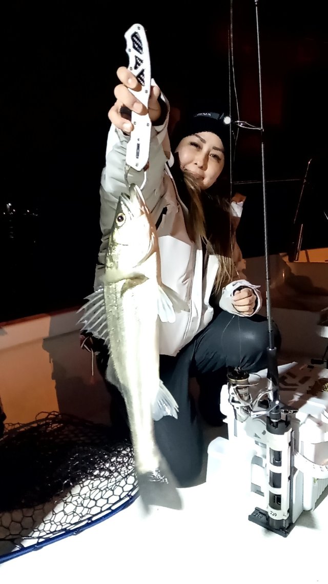 シーバス(スズキ)