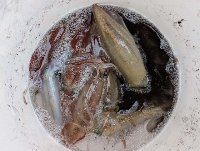 ヤリイカ・スルメイカ