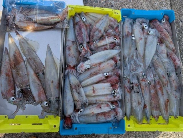 ヤリイカ・スルメイカ