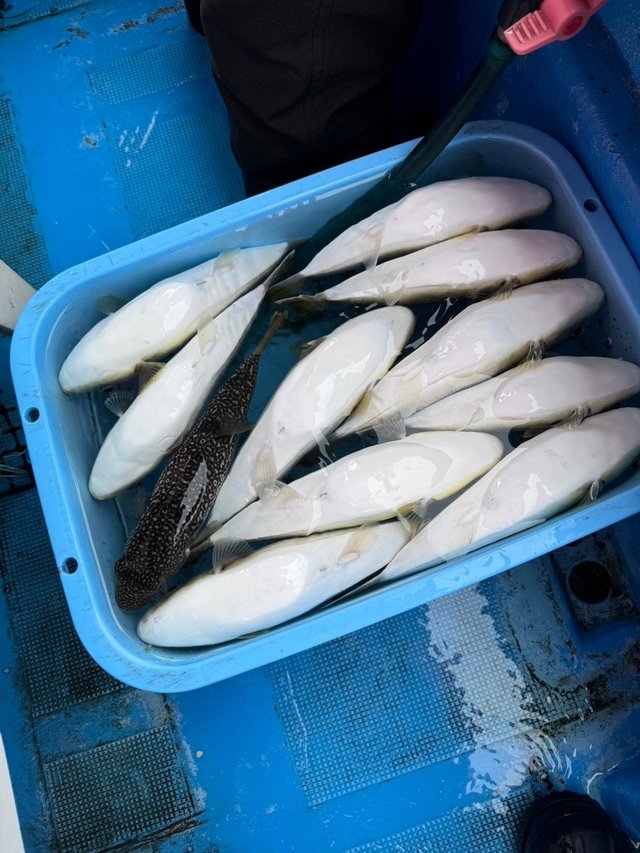 フグ(ショウサイフグ)