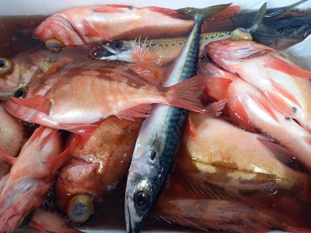 オキメバル(ウスメバル)