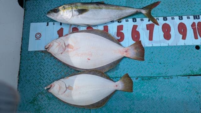 ワラサ(ブリ)・ヒラメ