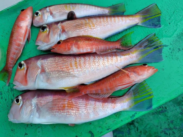 アマダイ(アカアマダイ)・アカボラ(ヒメコダイ)