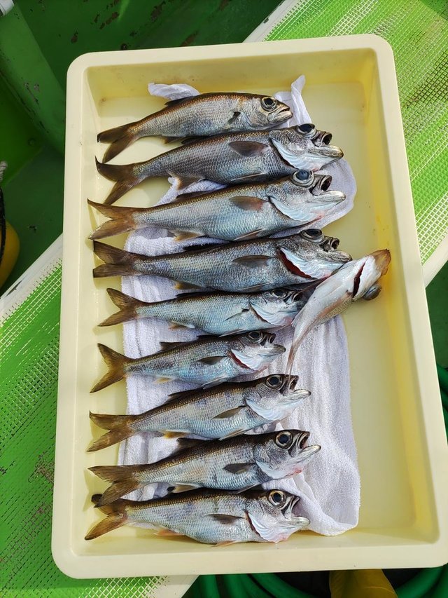 クロムツ・シロムツ(オオメハタ)