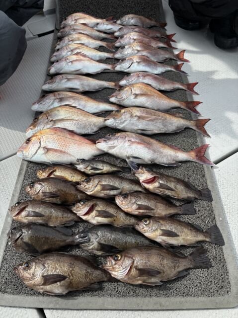 マダイ・メバル