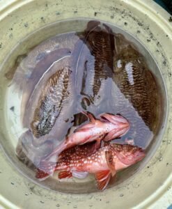 カサゴ・コウイカ