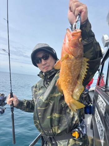 アコウ(キジハタ)