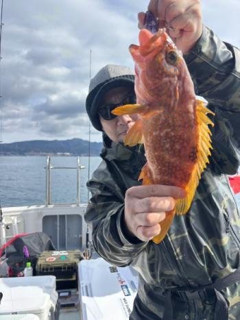 アコウ(キジハタ)