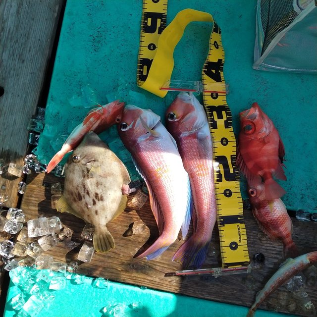 アマダイ(アカアマダイ)・タマガシラ・キントキダイ・カワハギ