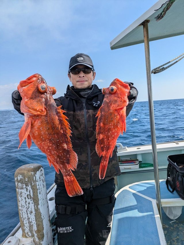 カンコ(ウッカリカサゴ)