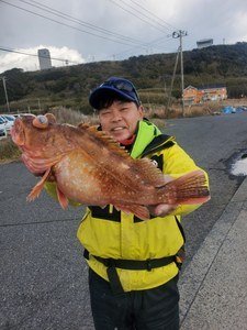 カンコ(ウッカリカサゴ)