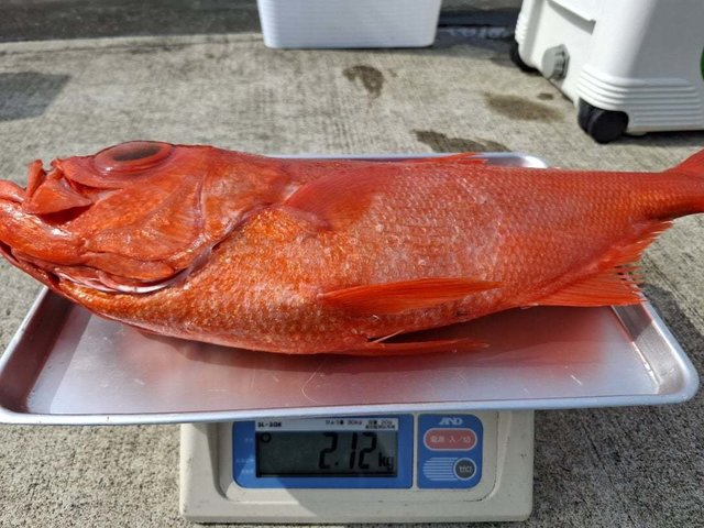 キンメ(キンメダイ)