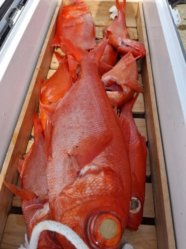 キンメ(キンメダイ)