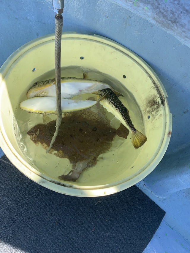 ショウサイフグ