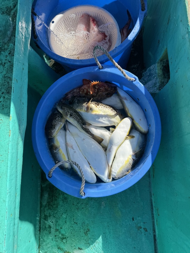 ショウサイフグ