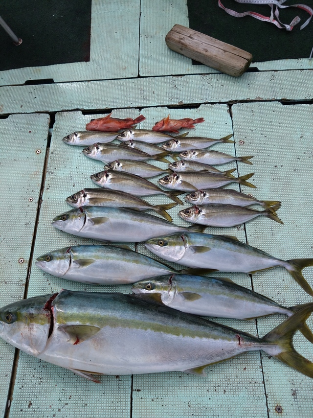 アジ(マアジ)・ブリ・ハマチ(ブリ)