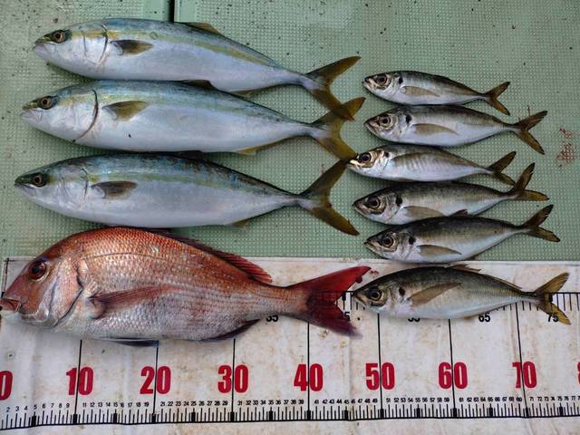 タイ(マダイ)・ハマチ(ブリ)