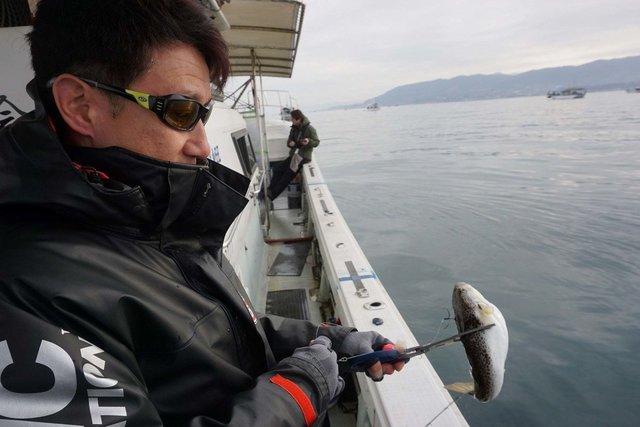 ショウサイフク(ショウサイフグ)