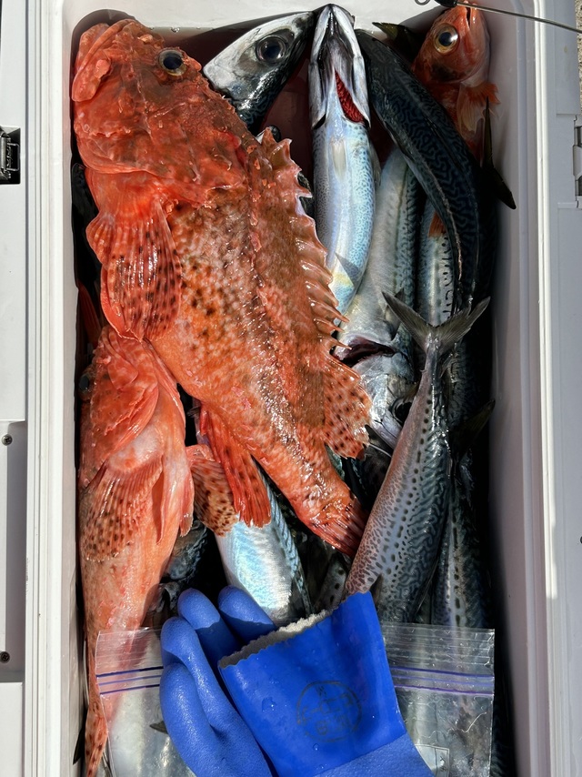 サバ(マサバ)・オニカサゴ