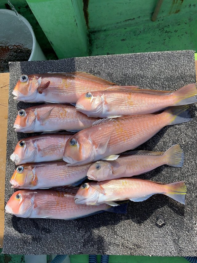 アマダイ(アカアマダイ)