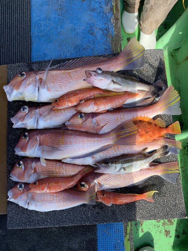 アマダイ(アカアマダイ)