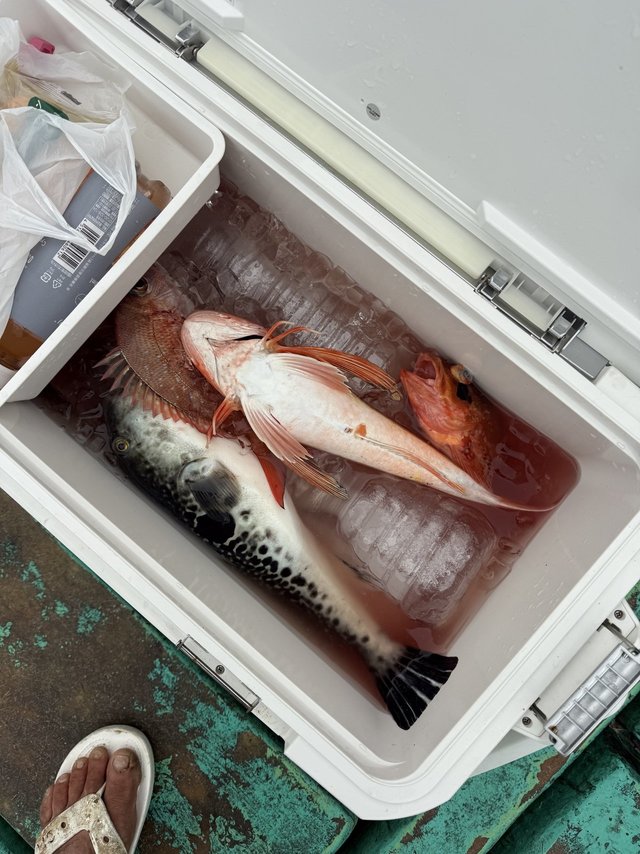 ホウボウ・トラフグ