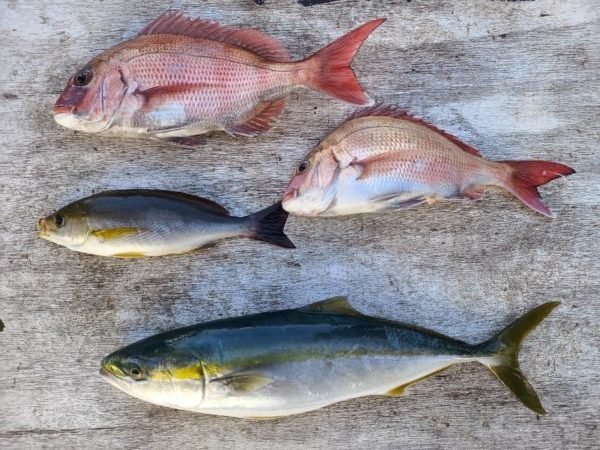 マダイ・イナダ(ブリ)・イサキ