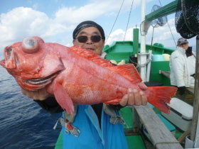 ベニアコウ(オオサガ)