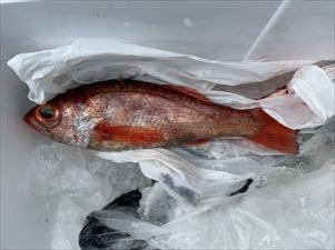 クロムツ・アカムツ