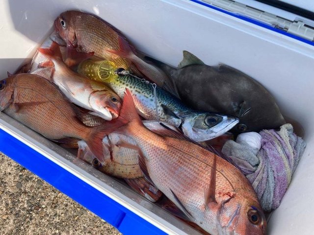 マダイ・ハナダイ(チダイ)・イシダイ・カンパチ・サバ(マサバ)・ウマヅラ(ウマヅラハギ)