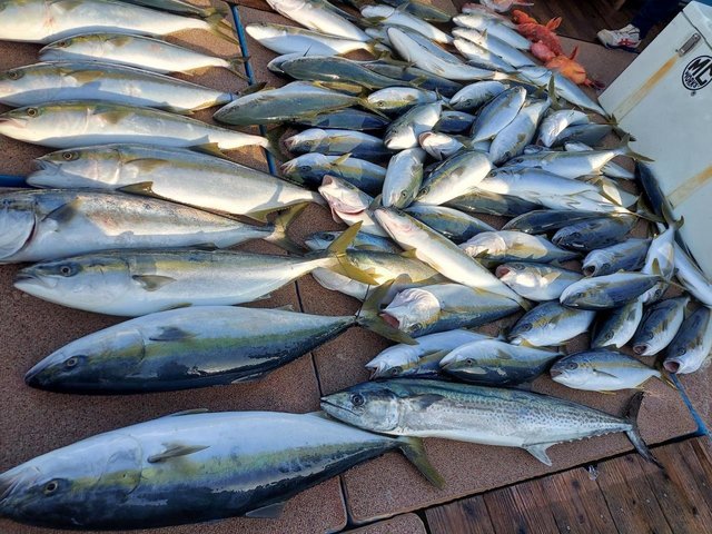 ブリ・ヤズ(ブリ)・ヒラマサ・サワラ・アラカブ(カサゴ)